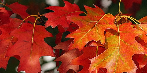 Angebote für den Herbst aus D-A-CH und Südtirol