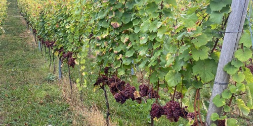 Winzerfamilie Koch